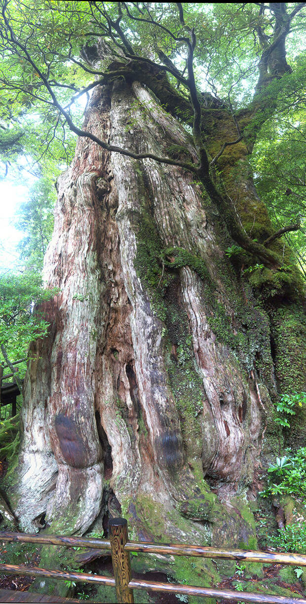 Япония, Якусима, остров, якушима, yakushima, лес, yakusugi land, кедр, мох, поход, зеленый, дерево, Гигантский, kigensugi