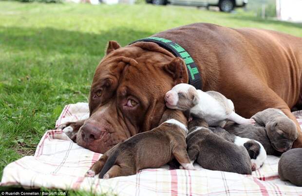 Самый большой питбуль в мире обзавелся восемью щенками животные, питбуль, собака, щенки