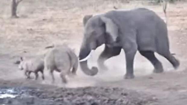 Жестокая драка слона и носорога в ЮАР попала на видео
