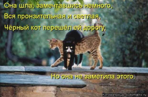 Новая котоматрица на Бугаге (31 фото)
