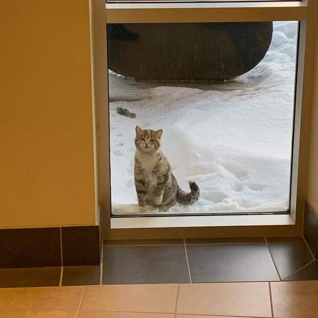 помощь кошке кошка за дверью