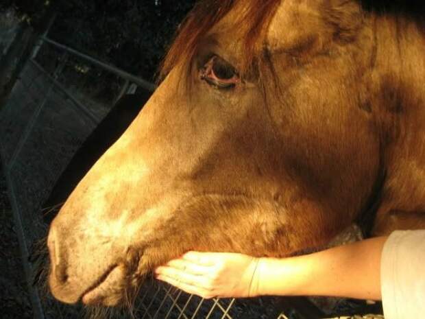 Лошади дерутся. Лошадь укусила за руку. Лошадь укусила за руку. Кормление лошадей. Лошадь укусила за руку.