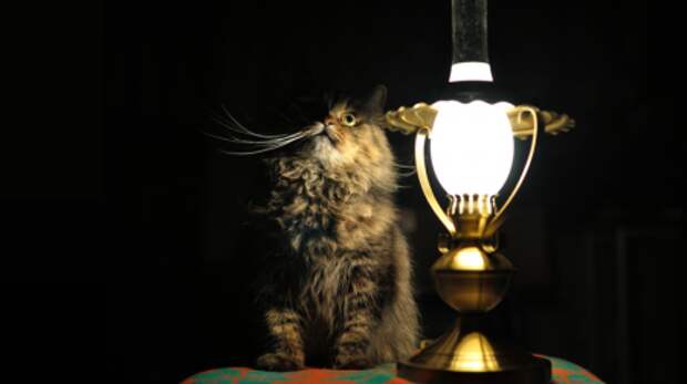 Коты и кошки, много позитива.
