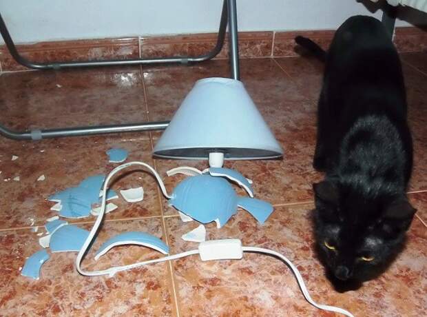 Котострофа коты, один дома