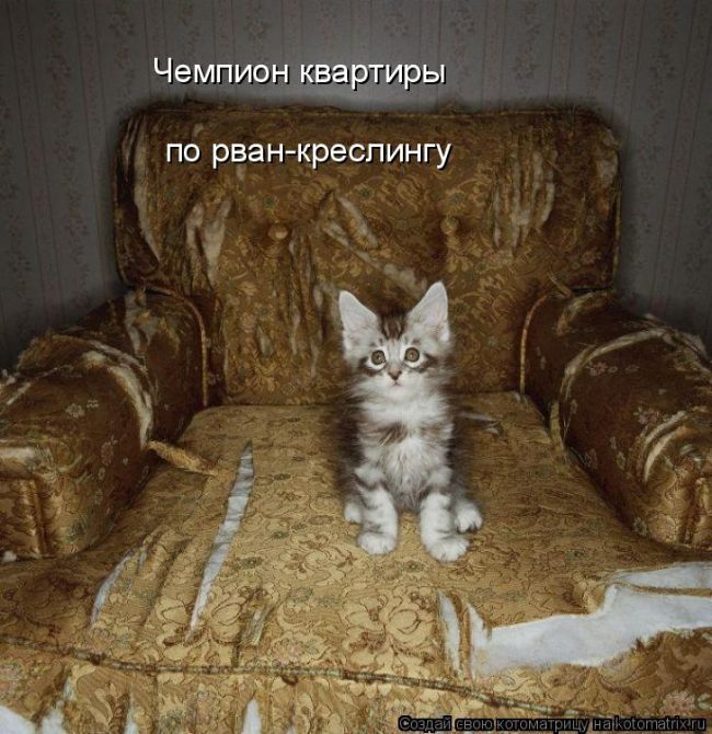 Лучшие котоматрицы недели (50 фото)