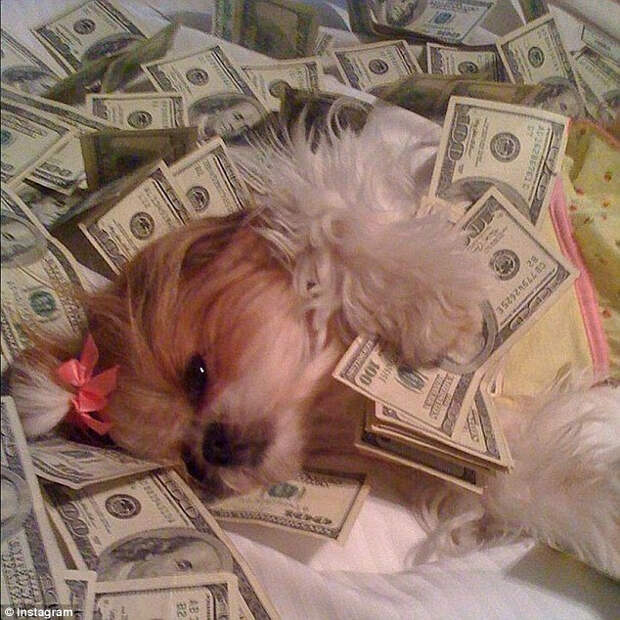 Rich Dogs из Instagram – блог для супербогатых собак (9 фото) Rich Dogs из Instagram