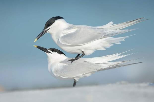 Лучшие фотографии птиц с конкурса Bird Photographer of the Year