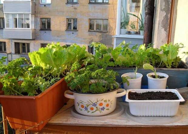 Что и как можно выращивать на балконе за неимением дачи