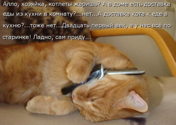 Лучшие котоматрицы недели (50 фото)