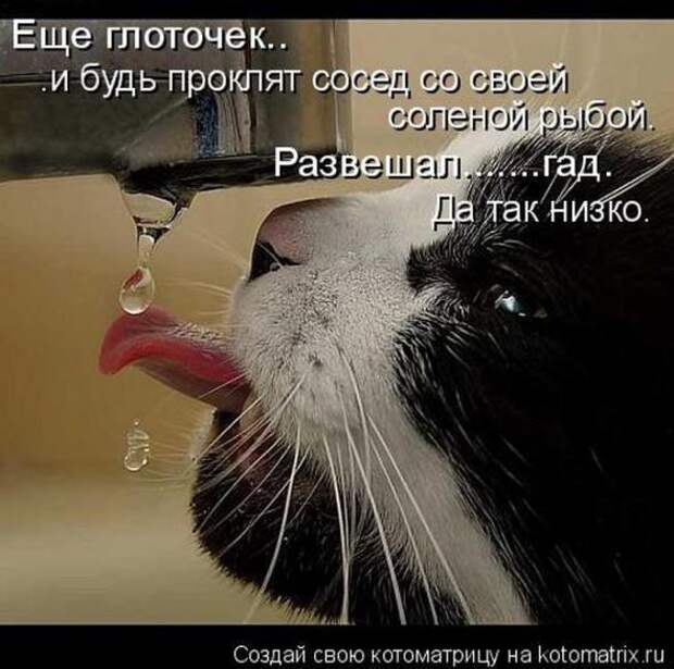 Котоматрицы (картинки с надписями)
