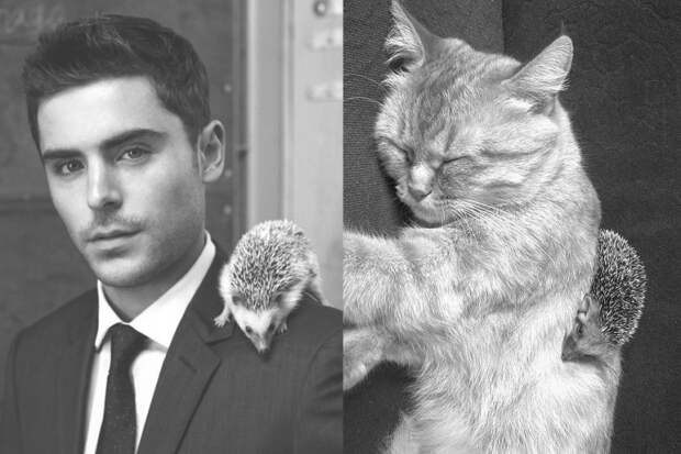 коты воссоздают фотографии, коты кошки фотографии моделей, коты повторяют фото моделей