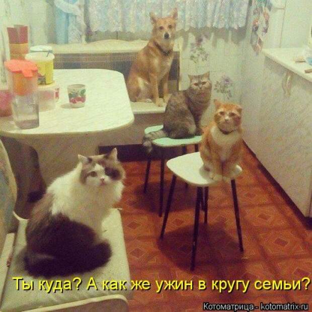 Свежая прикольная котоматрица (34 фото)