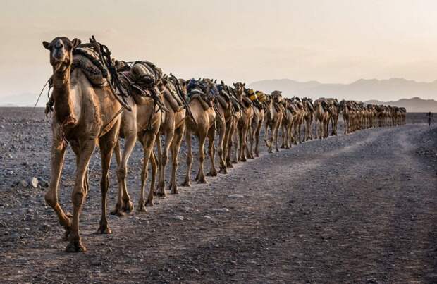Финалисты фотоконкурса Sony World Photography Awards 2015