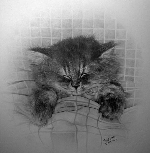 Реалистичные рисунки карандашом коты (8)