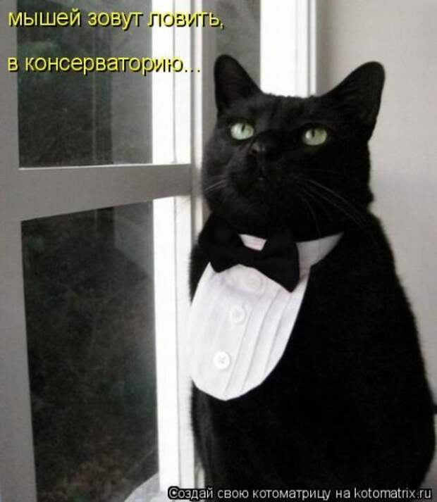 Прикольные котоматрицы. Весёлые коты