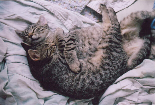Cute Couple Kittens