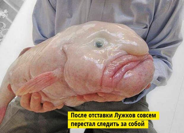 Рыба-капля Рыба-капля