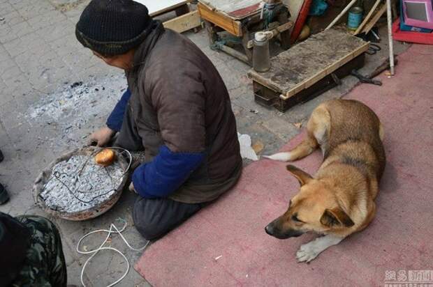 Преданность: большая Жёлтая Собака Преданность: большая Жёлтая Собака животные, преданность, собака