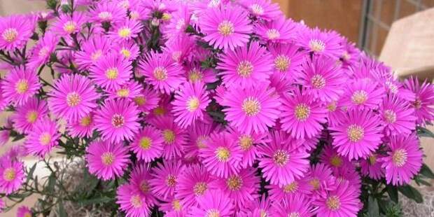 Советы дачникам по выращиванию астр
