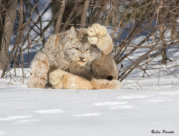 unusual-wild-cats-221__880