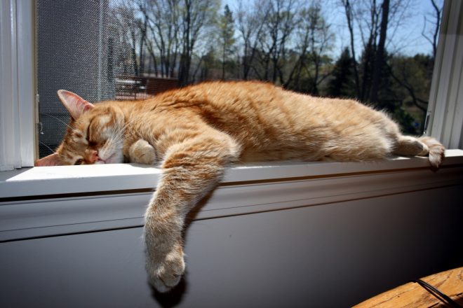 рыжий кот