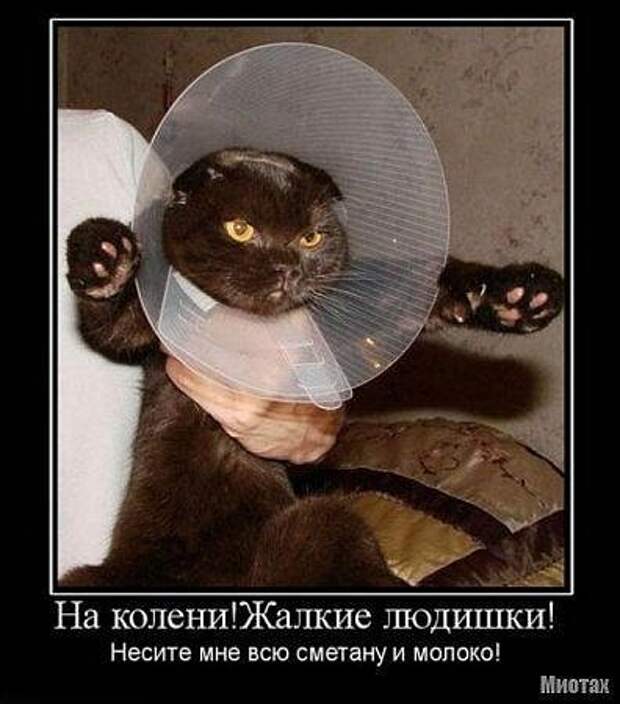 Демотиваторы про котЭ