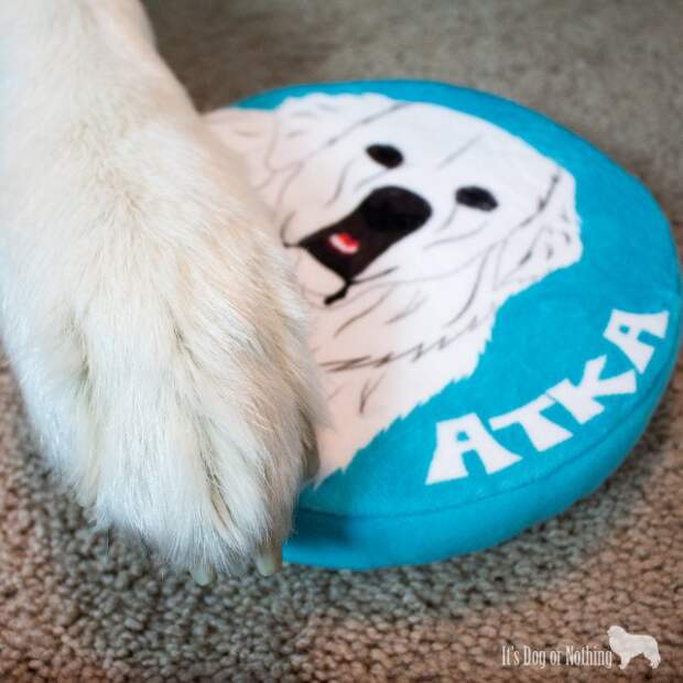 Have you tried the personalized pet products from #PrideBites? Not much better than a custom frisbee with a handsome Great Pyrenees on it! Check out why we love PrideBites and their appearance on ABC's Shark Tank!