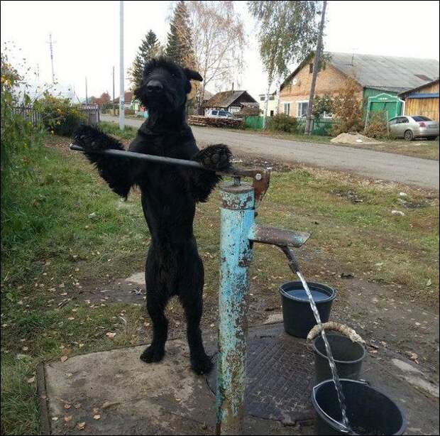На все лапы мастер