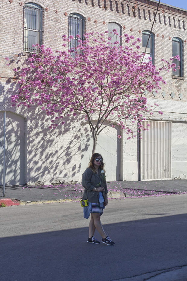 LA flowering tree in downtown