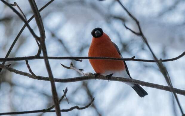 До -5 градусов и без осадков. Какая погода придёт в Петербург 24 февраля