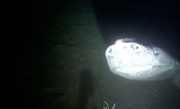 3 воббегонг