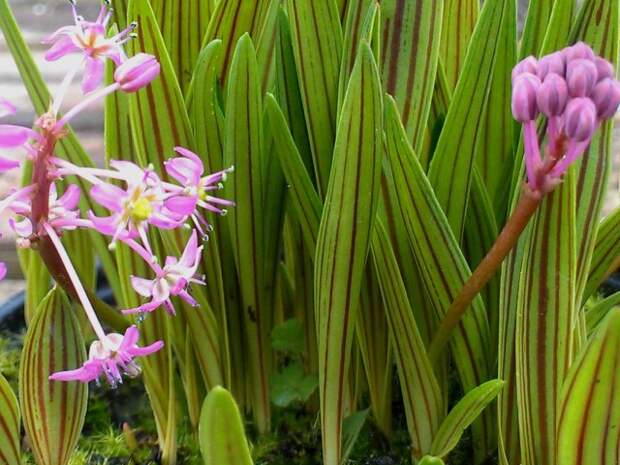 Ледебурия Купера (Ledebouria cooperi) Ледебурия Купера (Ledebouria cooperi)