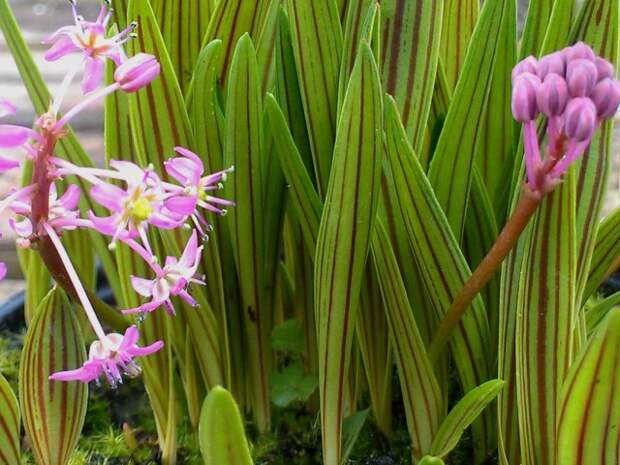 Ледебурия Купера (Ledebouria cooperi)