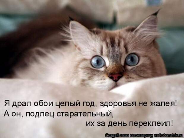 Лучшие котоматрицы недели