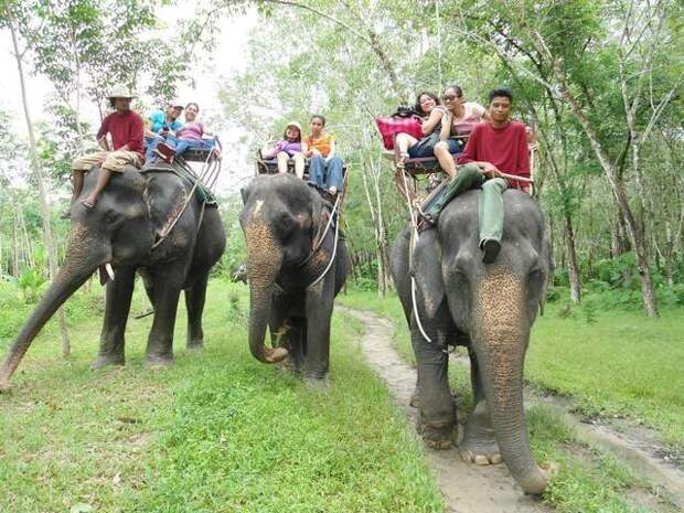 1. Верховая езда на слонах Поездки, путешествие, сафари, туризм