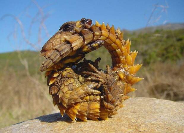 7 фото ручного дракона – поясохвоста