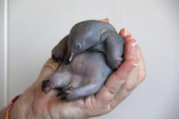 An orphaned Echidna Puggle : pics