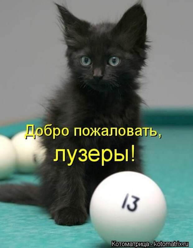Лучшие котоматрицы недели