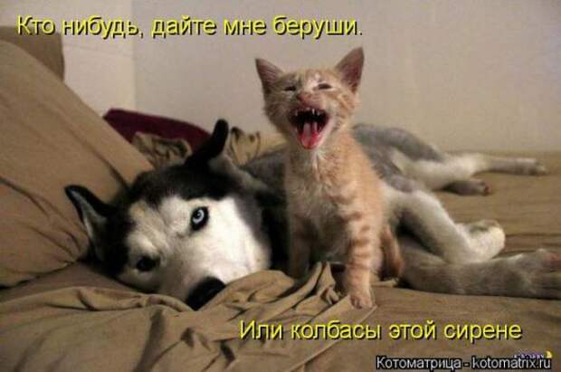 Котоматрицы(картинки с надписями)