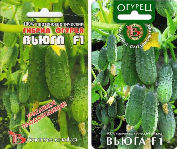 лучшие пучковые огурцы