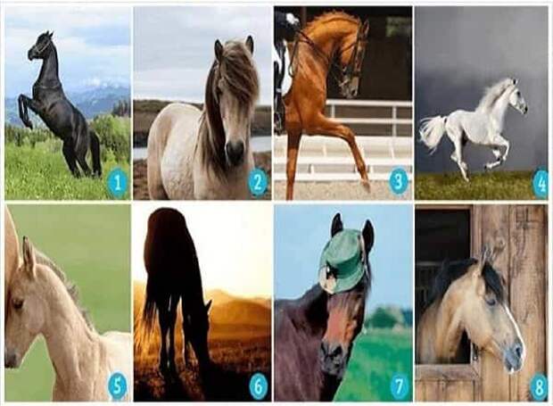 Выбор лошади расскажет о ваших ожиданиях от жизни, тест картинка, психологические тесты,
