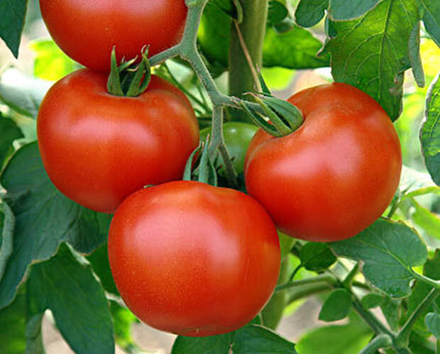 1400109162_tomatuy (434x350, 39Kb)