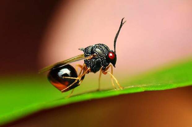 Eucharitidae, фото паразитические насекомые-наездники