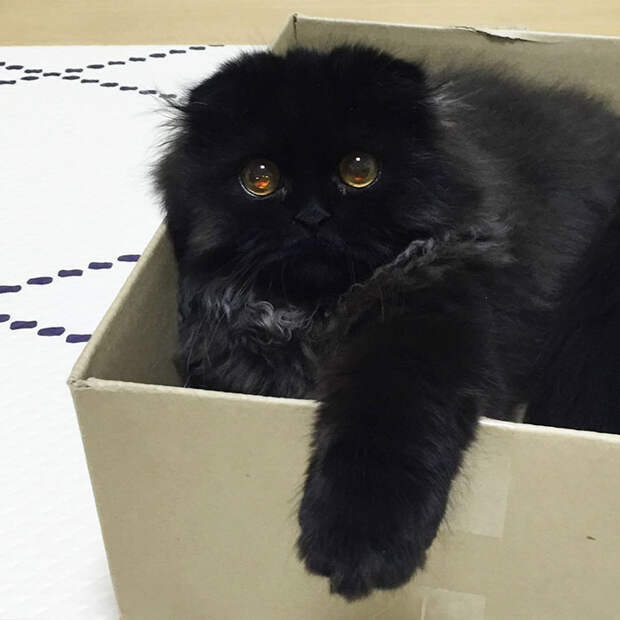big-cute-eyes-cat-black-scottish-fold-gimo-1room1cat-9