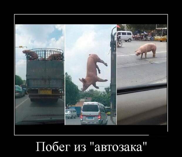 Демотиваторы (30 фото)