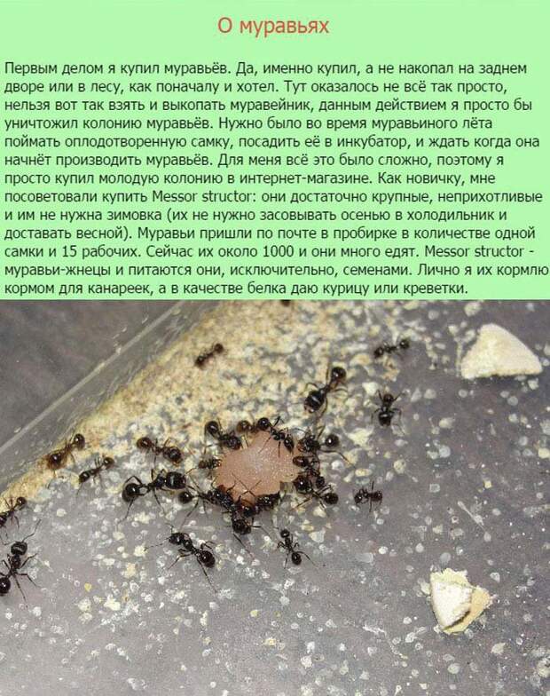 Муравьи как домашние питомцы домашние питомцы, муравьи