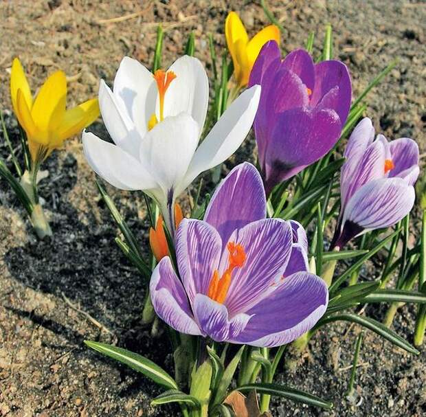 Разноцветные крокусы в зависимости от сорта цветут весной или осенью