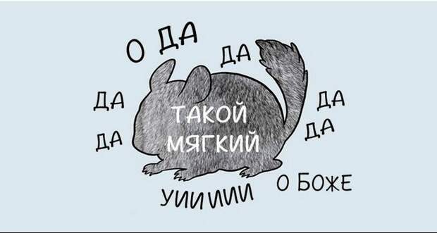 kak-nuzhno-gladit-zhivotnyx_4_1