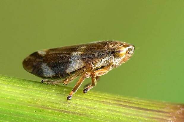 Кто из животных насекомых прыгает выше всех? Пенница слюнявая (Philaenus spumarius), фото насекомые фотография картинка