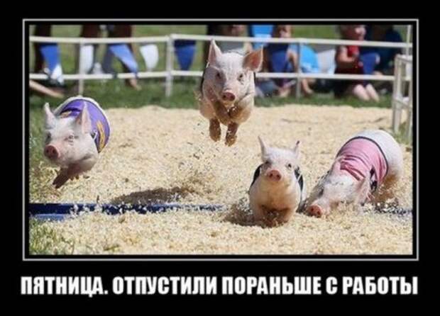 Демотиваторы-приколы (15 шт)